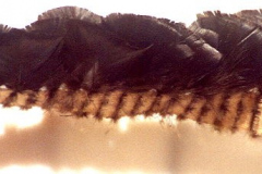am294ashinika-samml-hilmer