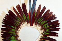am435kayapo