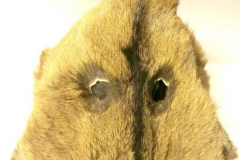 am722argentinien-reh-1