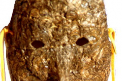 am96cherokee-hornissennest