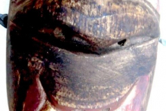 am904mexiko-kolumbia-inga3