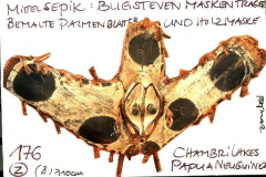 png02sepikbug