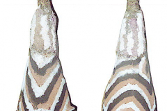 png131vanuatu-markaloo
