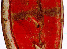 png136maprik