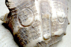 am931eu5612stoehr-mississippian-moundbuilders-2