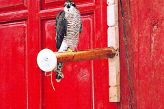 6848682_XXL 6848682_XXL