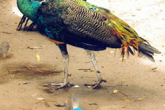 6851697_XXL 6851697_XXL