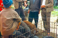 6848172_XXL 6848172_XXL