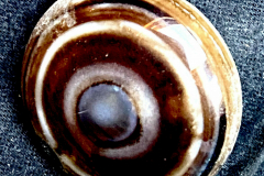 332799_XXL 332799_XXL