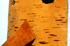 as1639eu126sibirien-chanten-mansen-manegre