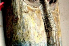 as1754nepal-rajbansi-2