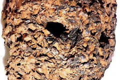 as391-wildbienenlarve-middle-hills